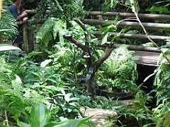 CairnsTC388 Butterflies Sanctuary